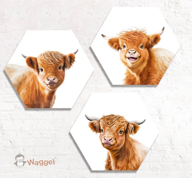 Hexagon set Schotse Hooglanders 